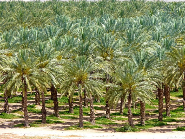Quality Date Fruits in Malaysia